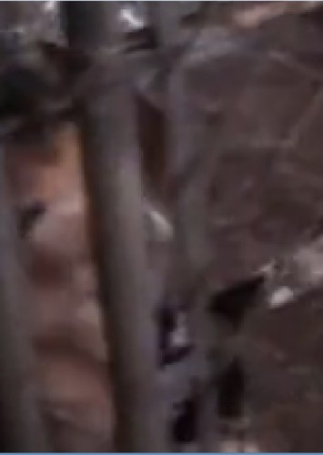 Dog in Pound