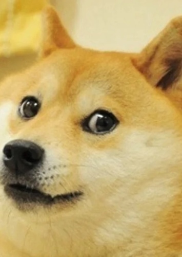 Doge