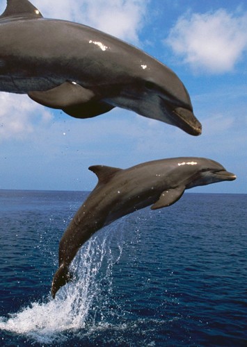 Dolphin