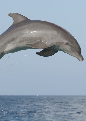 Dolphin