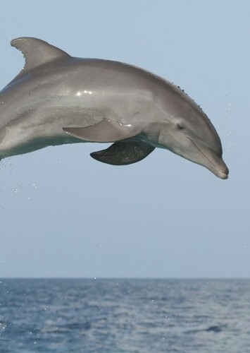 Dolphin