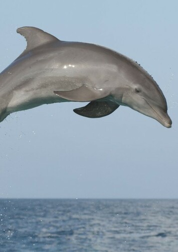 Dolphin