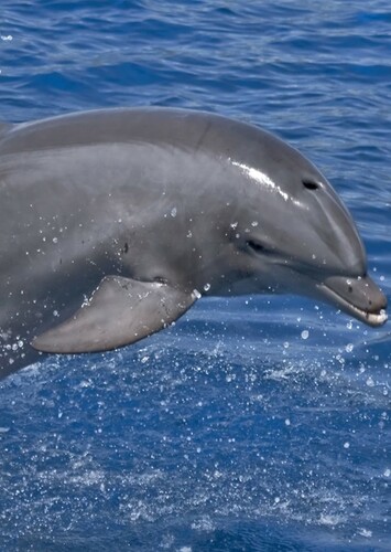Dolphin
