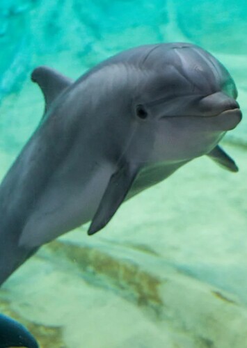 Dolphin
