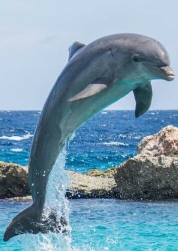 Dolphin