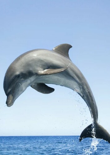 Dolphin