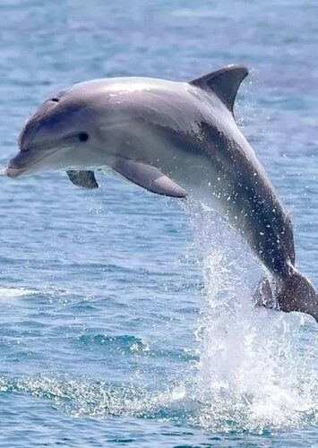 Dolphin