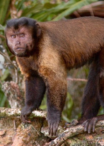 Donald the tufted capuchin