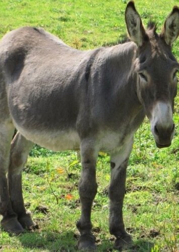 Donkey