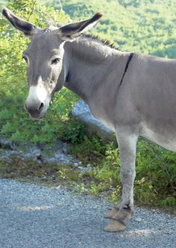 Donkey