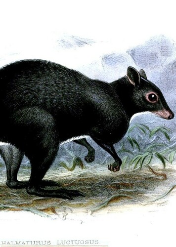 Dorcopsoides