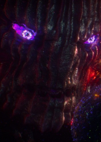 Dormammu