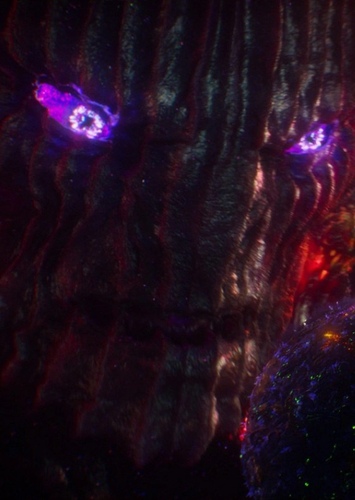 Dormammu
