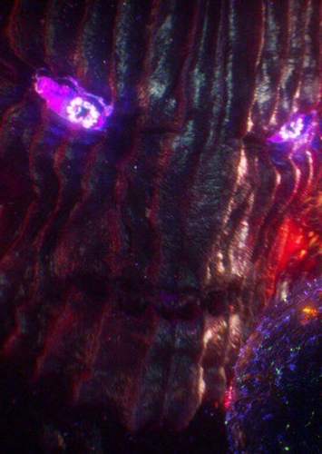 Dormammu