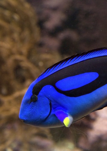 Dory