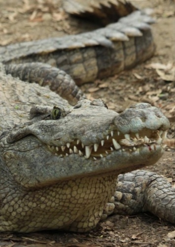 Draco The Crocodile