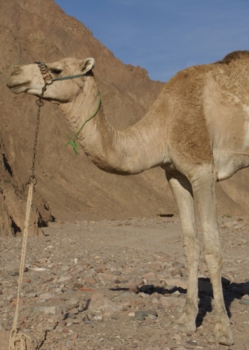 Dromedary Camel