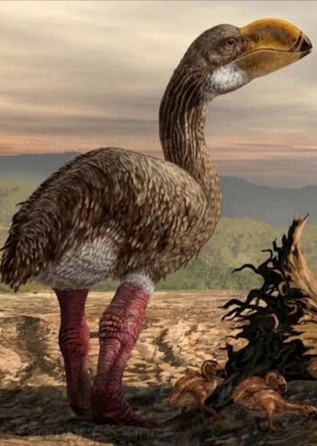 Dromornis