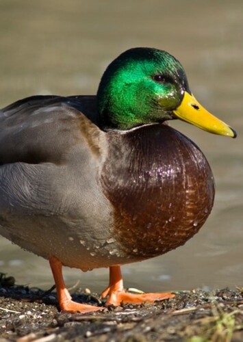 Duck