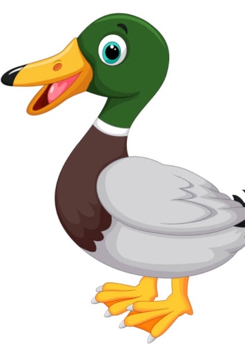 Mallard Duck