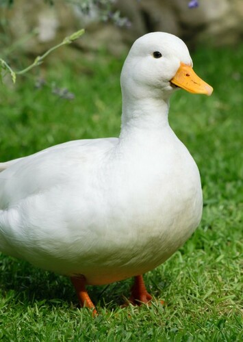 Duck