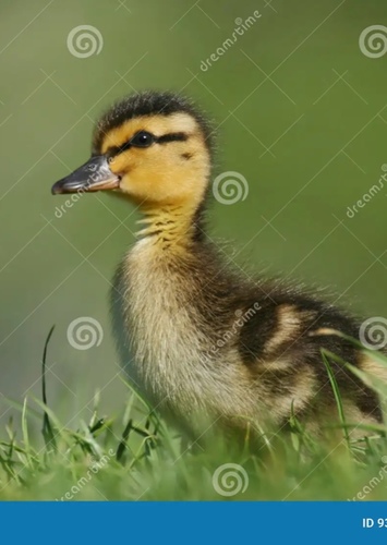 Duck Kid