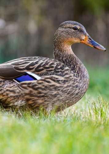 Duck mother