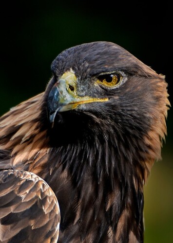 Eagle