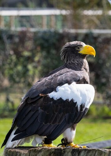 Eagle Heights Wildlife Foundation