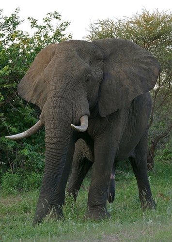 Eddy the African Elephant