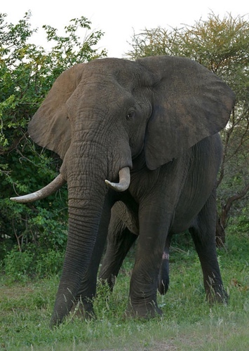 Eddy the African Elephant