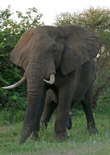 Eddy the African Elephant
