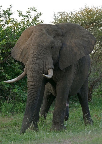 Eddy the African Elephant