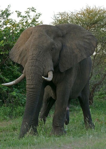 Eddy the African Elephant