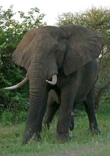 Eddy the African Elephant
