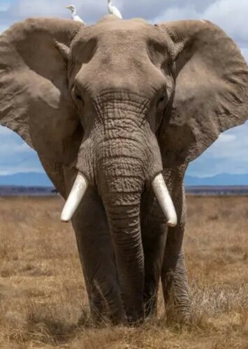 Eddy the African Elephant
