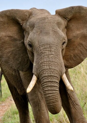 Eddy the African Elephant