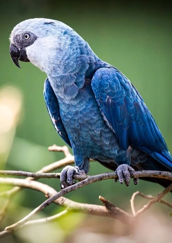 Eduardo