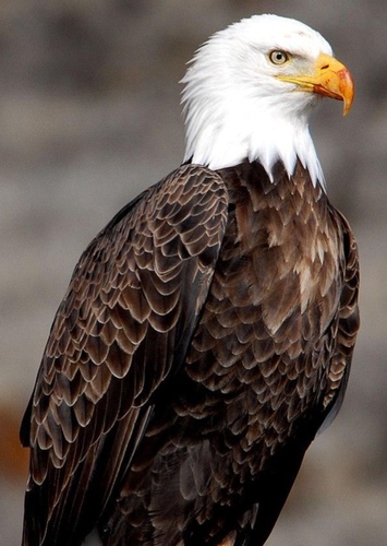 Edward the Eagle