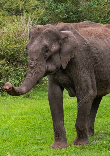 Eesha the Indian Elephant