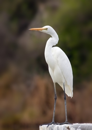 Egret
