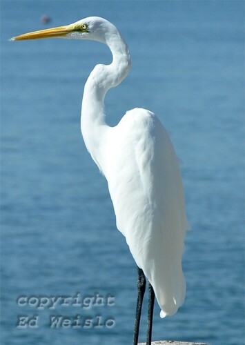 Egret