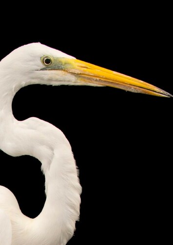 Egret