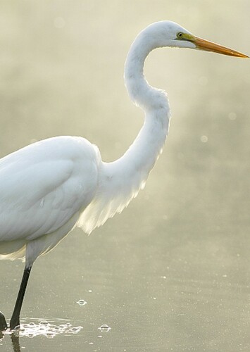 Egret