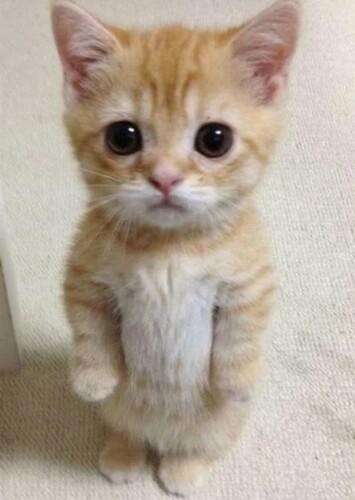 El Gato