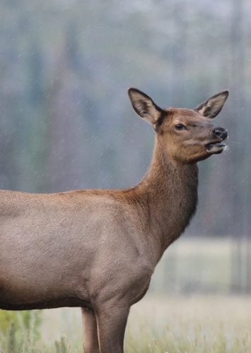 Elena the Elk
