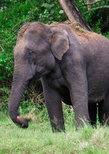 Elena the Asian Elephant