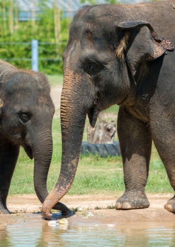 Elephant