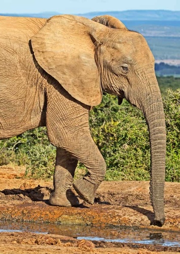 Elephant