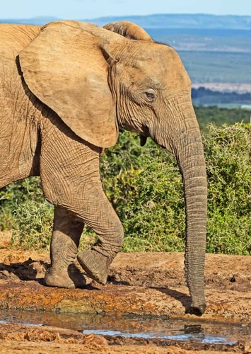 Elephant